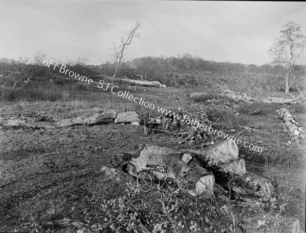 DONKEY & CART & BIKE & PEOPLE AMID FALLEN TREE